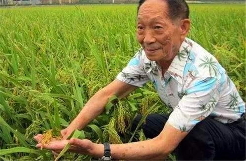 头条今日头条袁隆平,杂交水稻之父的传奇人生与农业贡献